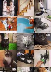 I will give an instagram shoutout on my 120k cat page