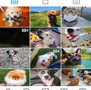 I will do shoutout on my 50k instagram dog page