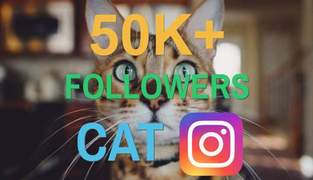 I will give you a shoutout on my 50k cat instagram page