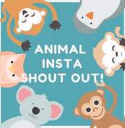 I will shoutout on a 69k instagram animal account